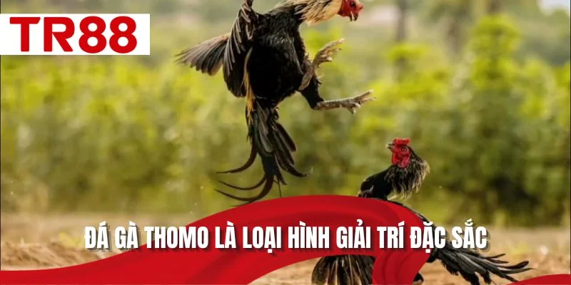Đá gà Thomo là loại hình giải trí đặc sắc