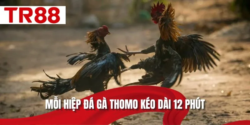 Mỗi hiệp đá gà Thomo kéo dài 12 phút